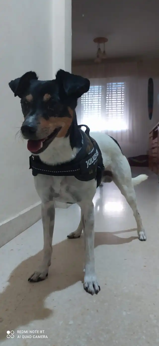 Esperanza Canina Espana6