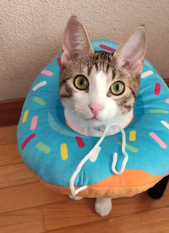 FeliniSave1
