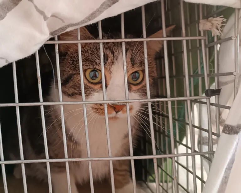 FeliniSave2 768x617