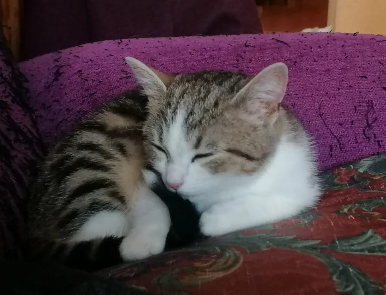 FeliniSave3 768x588