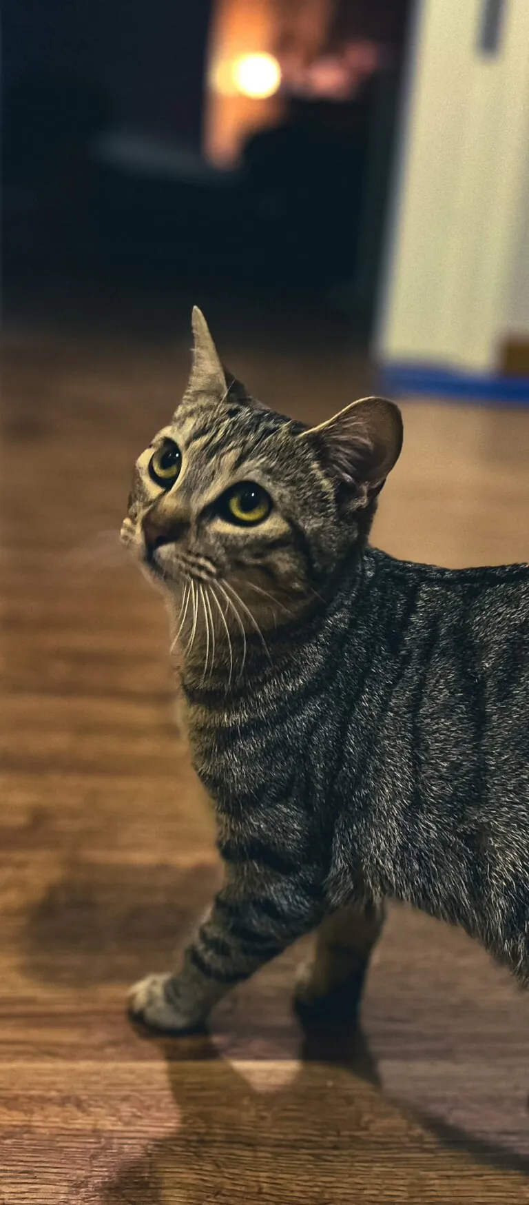 FeliniSave4 768x1748
