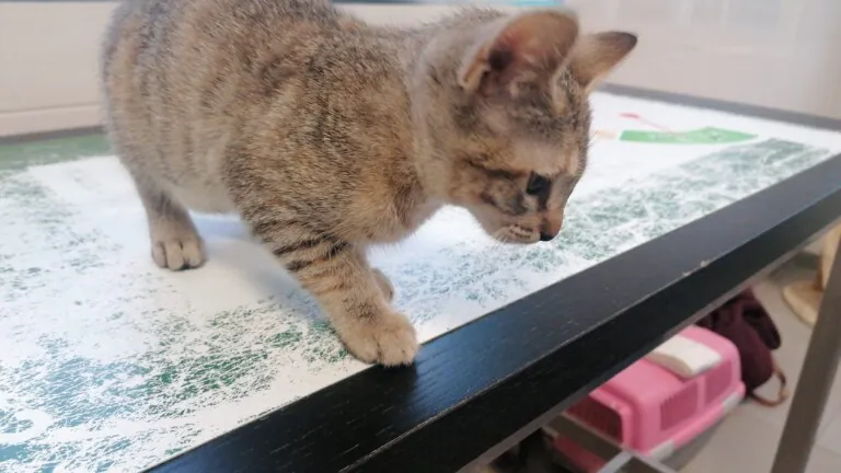 FeliniSave6 768x432