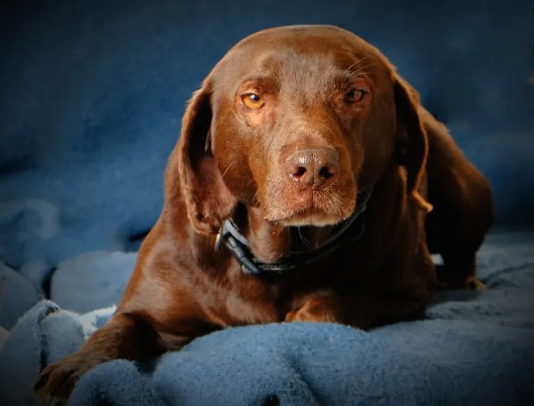 Gatita Lucia1 768x584