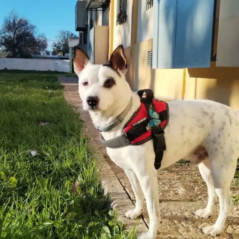 Gatita Lucia2 768x768