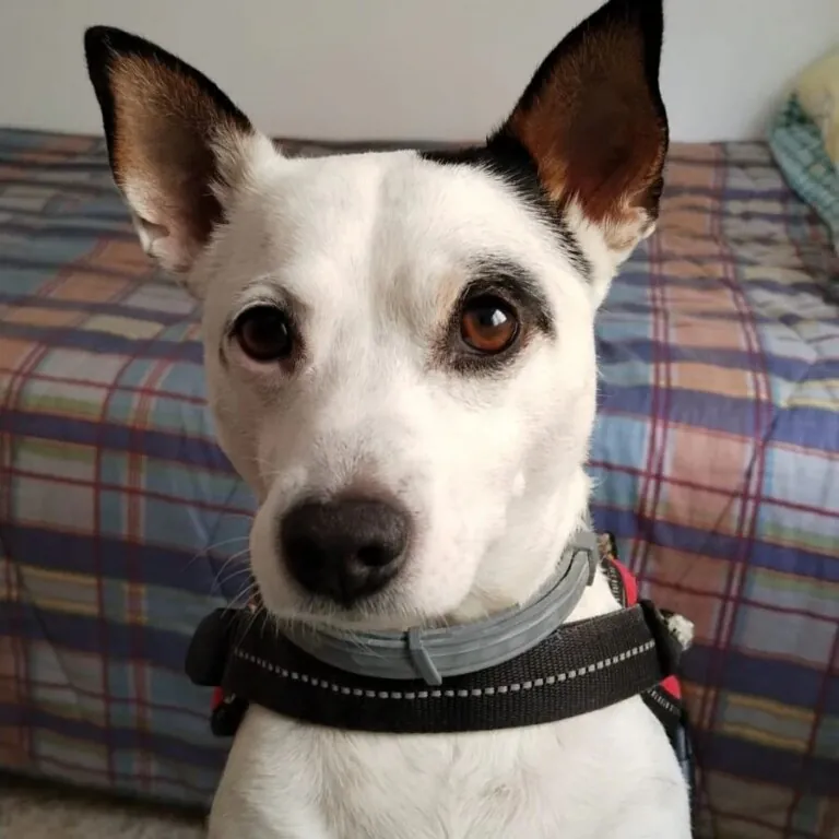 Gatita Lucia3 768x768