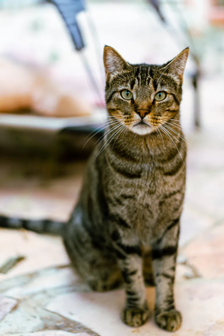 Gatita Lucia4 768x1152