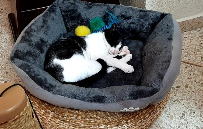 Gatita Lucia5 768x490