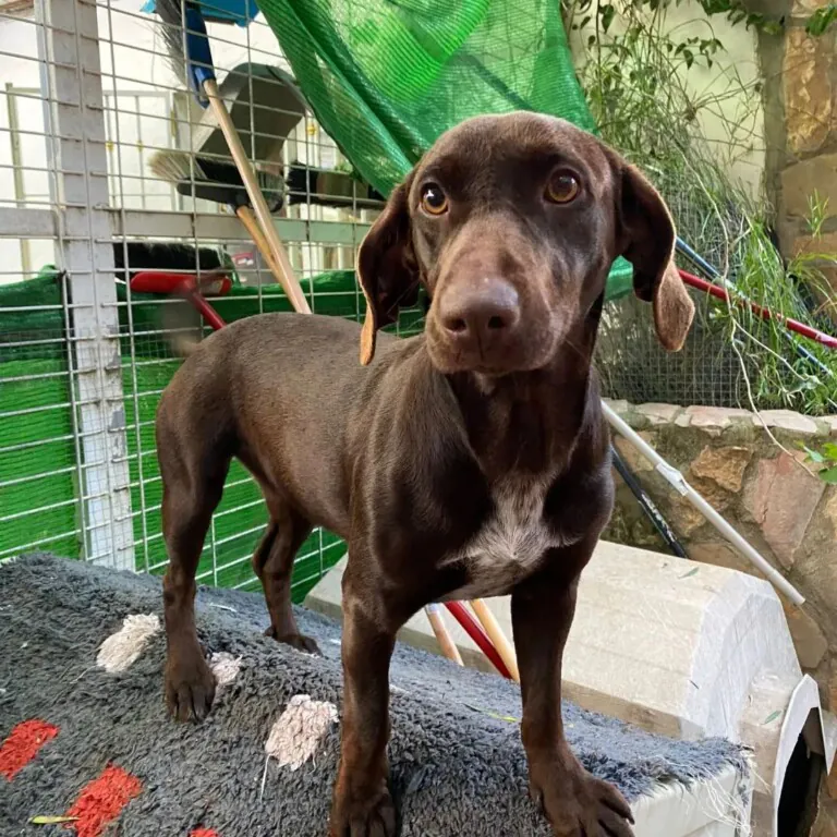 Gatita Lucia6 768x768