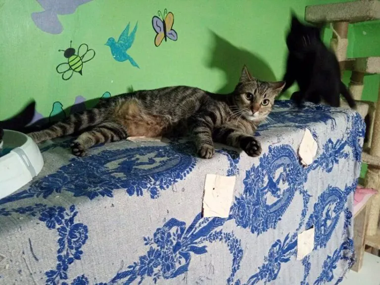 Gatuna y Felina2 768x576