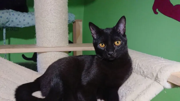 Gatuna y Felina3 768x432