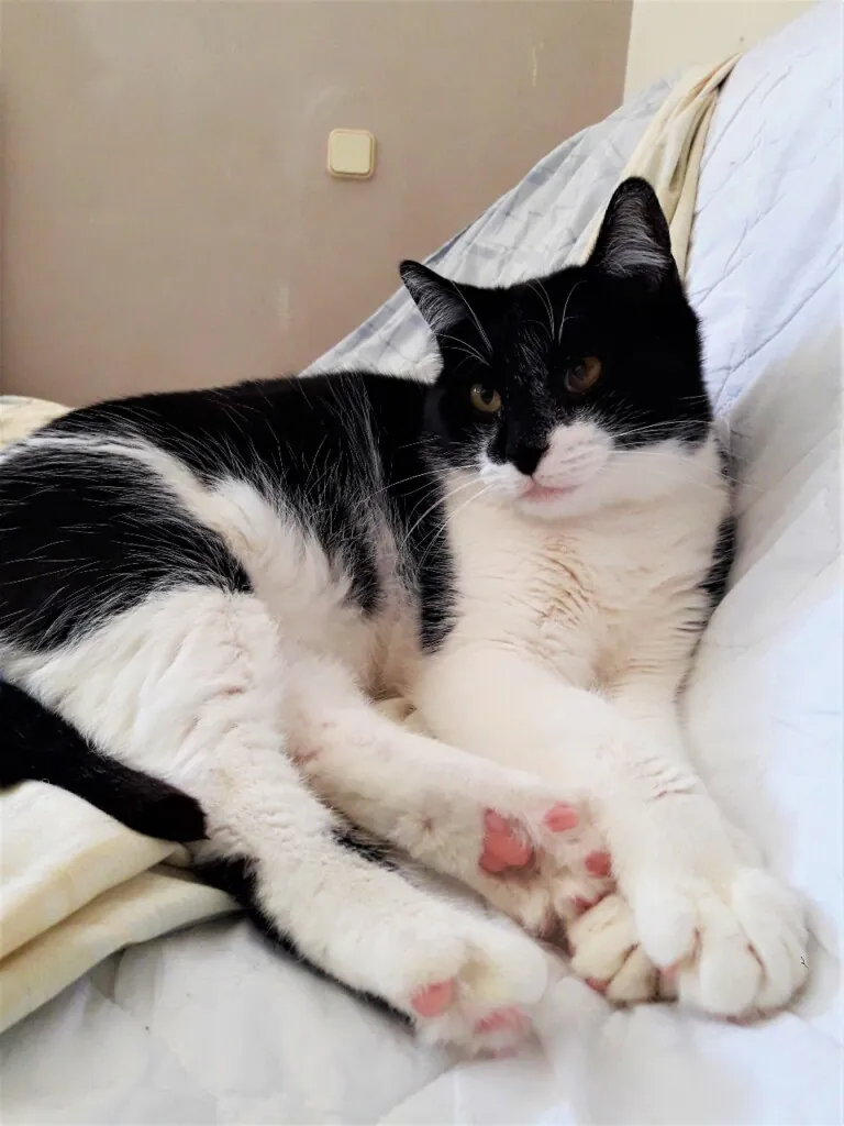 Gatuna y Felina4 768x1024