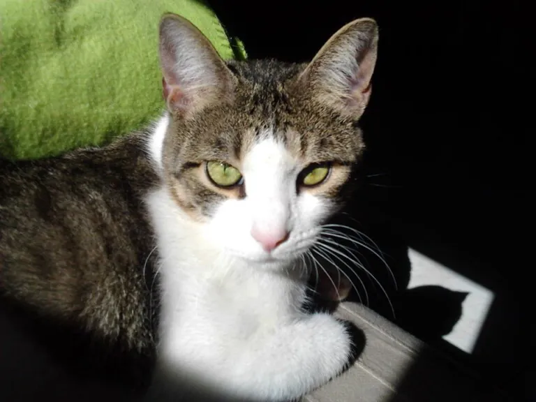 Gatuna y Felina6 768x576