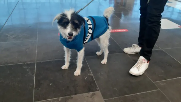 Gran Canaria Pets1 768x431