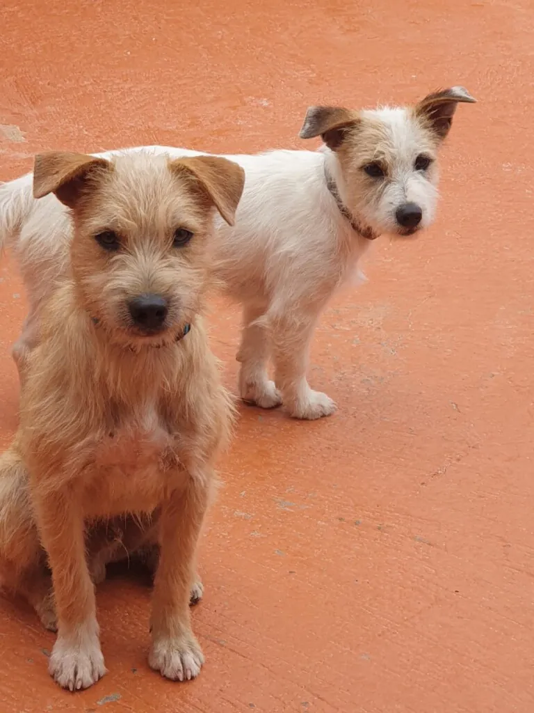 Gran Canaria Pets3 768x1024