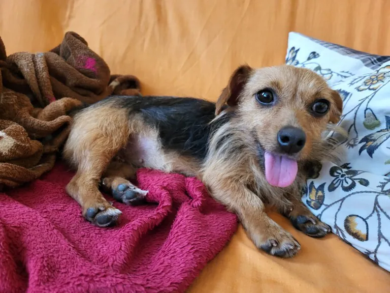 Gran Canaria Pets4 768x576