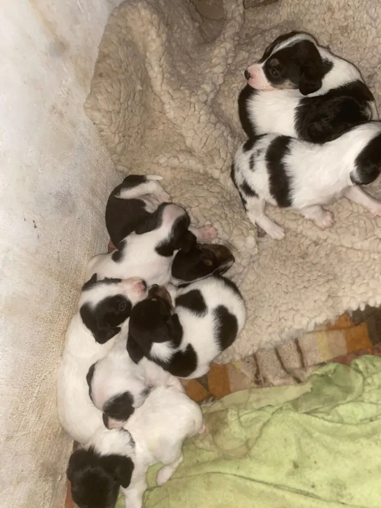 Gran Canaria Pets5 768x1024