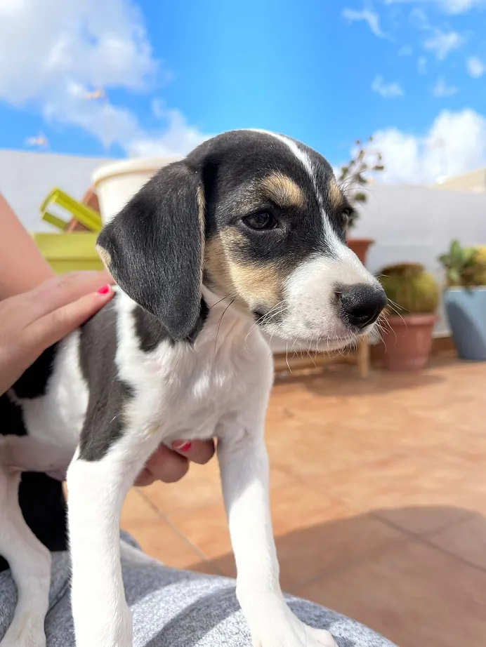 Gran Canaria Pets6