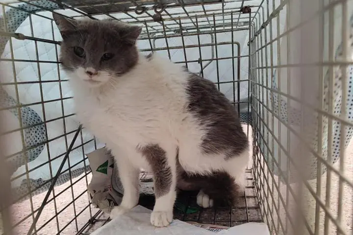 Hijos de Cuatro Patas1