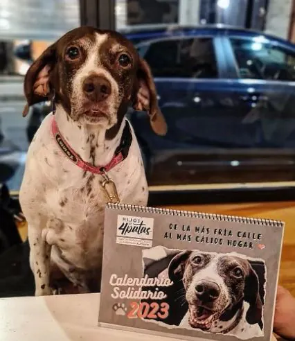 Hijos de Cuatro Patas2