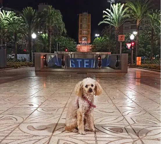 Hijos de Cuatro Patas3