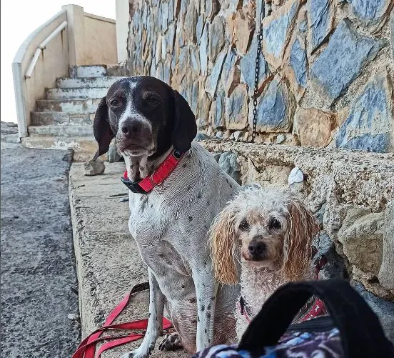 Hijos de Cuatro Patas4