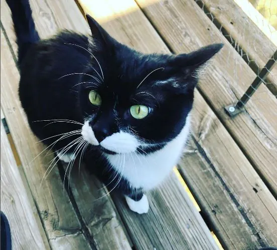 Hijos de Cuatro Patas5