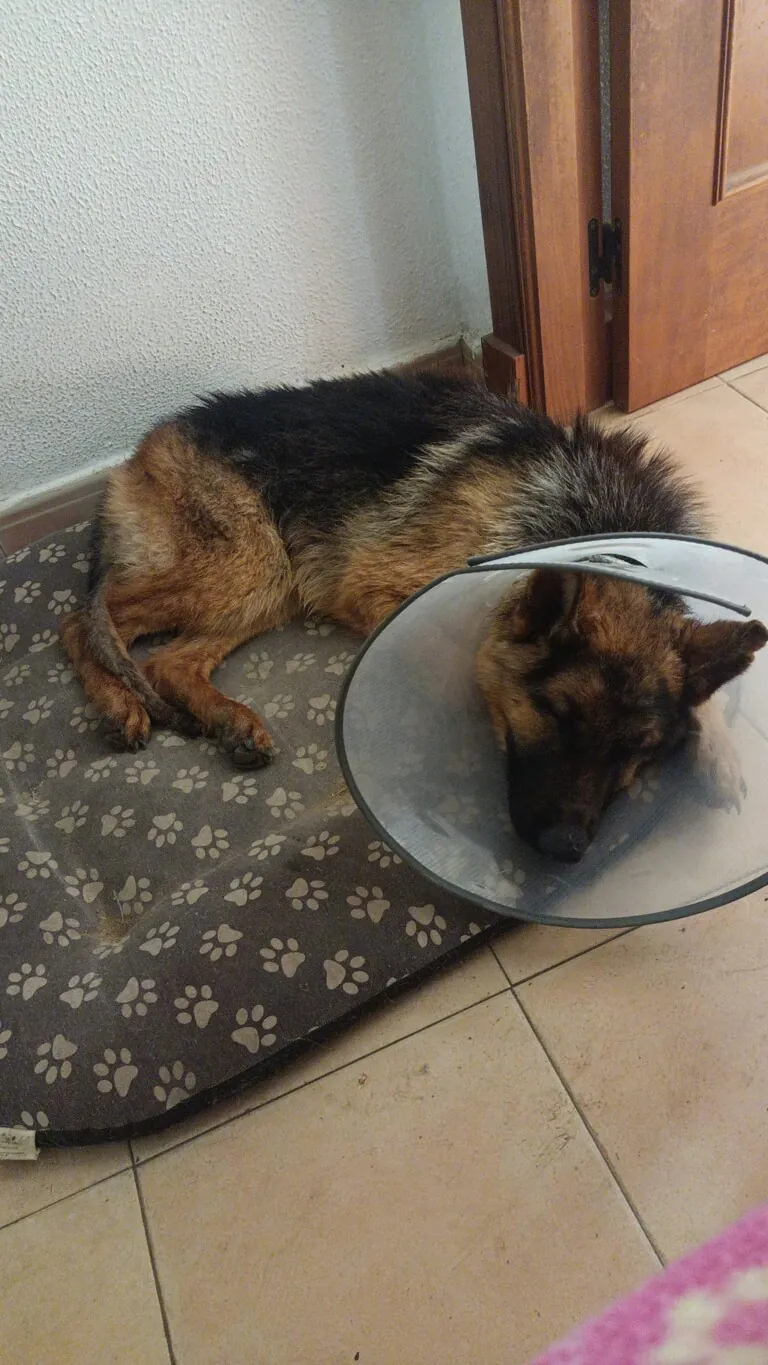 Hogar Abueletes Peludos2 768x1365