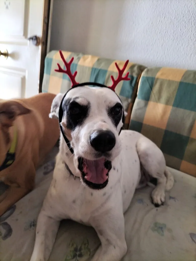 Hogar Abueletes Peludos3 768x1024