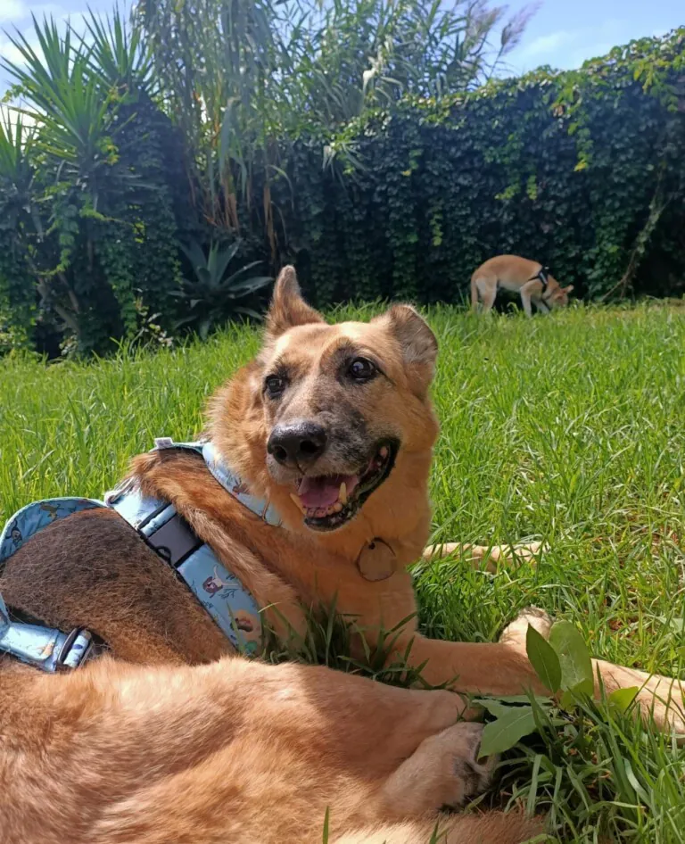 Hogar Abueletes Peludos4 768x946