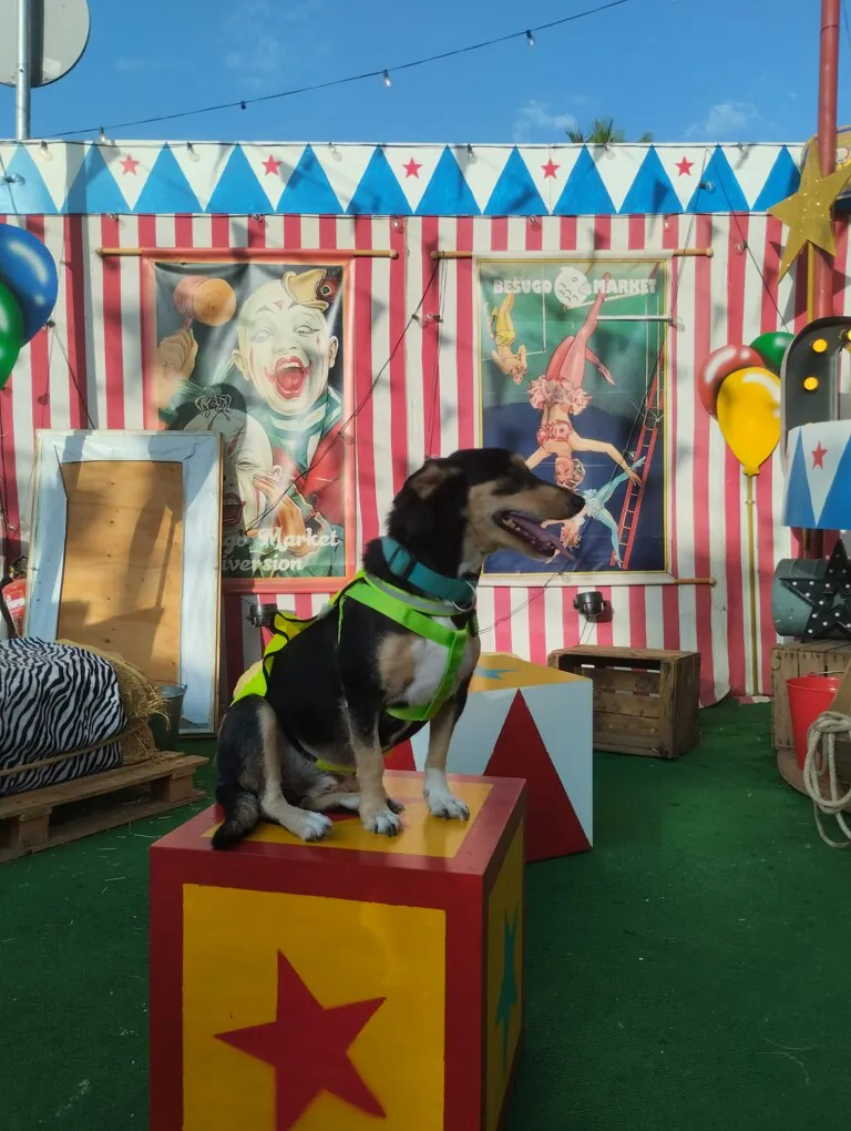 Hogar Abueletes Peludos5 768x1020