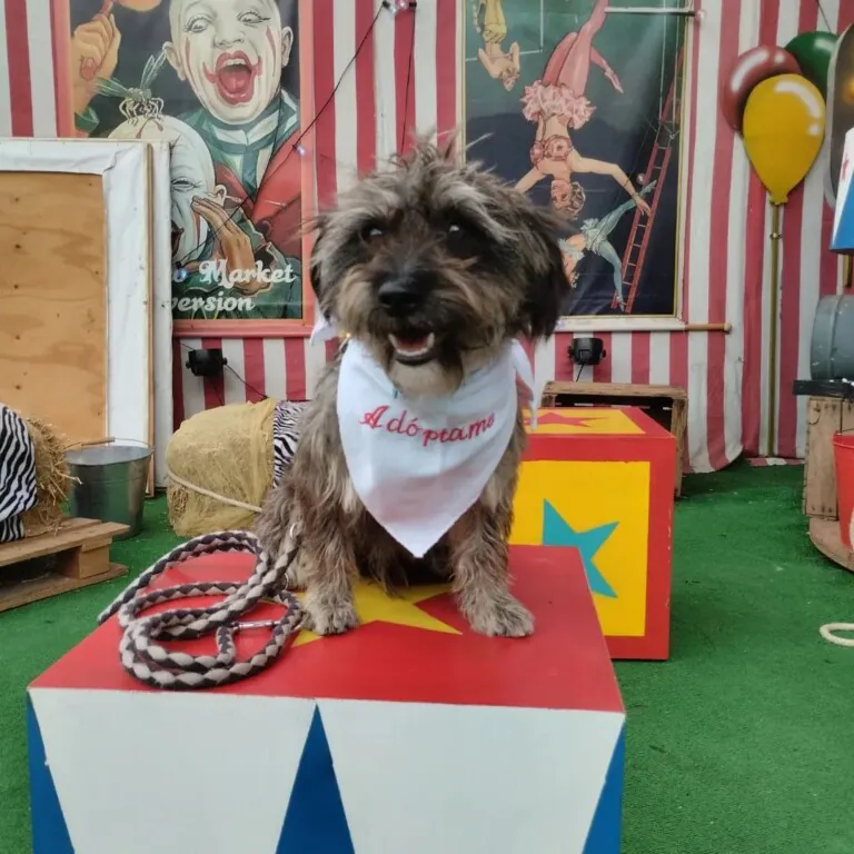 Hogar Abueletes Peludos6 768x768