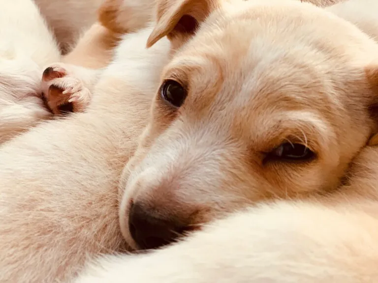 Hogar de Paz Animales Abandonados1 768x576