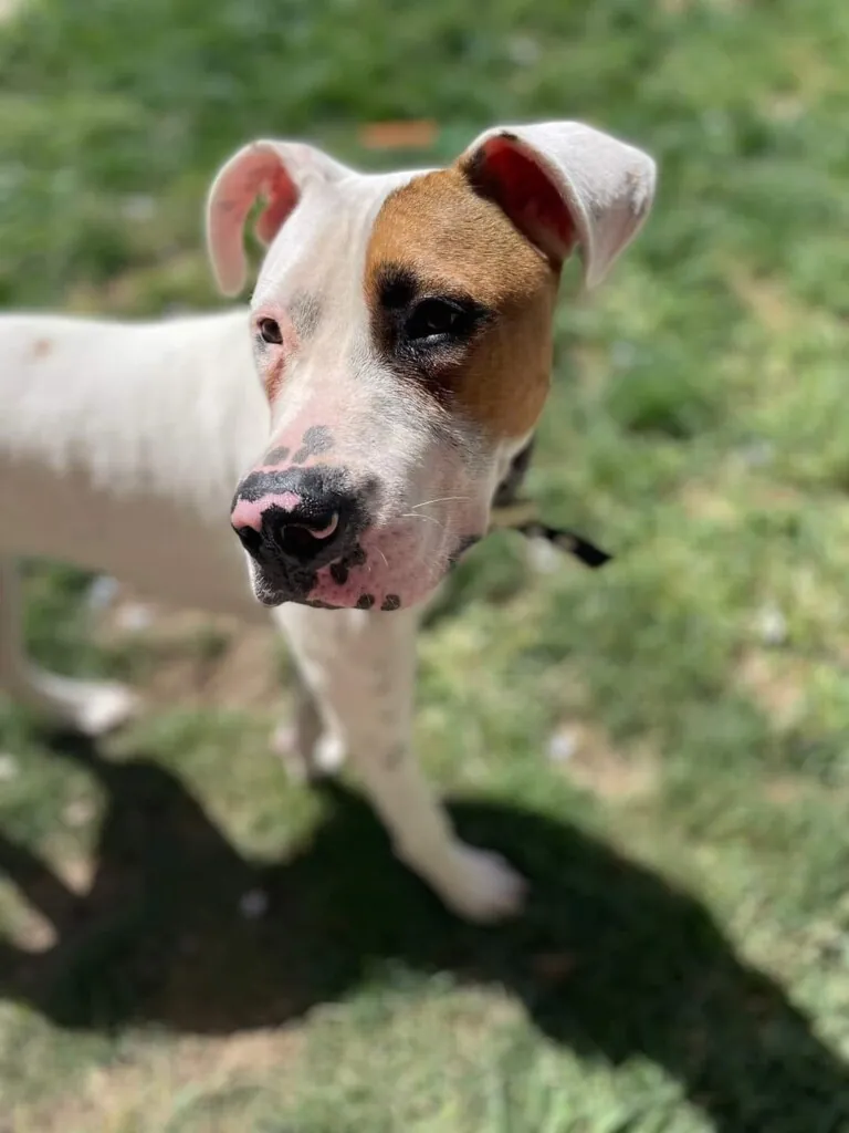 Hogar de Paz Animales Abandonados2 768x1024