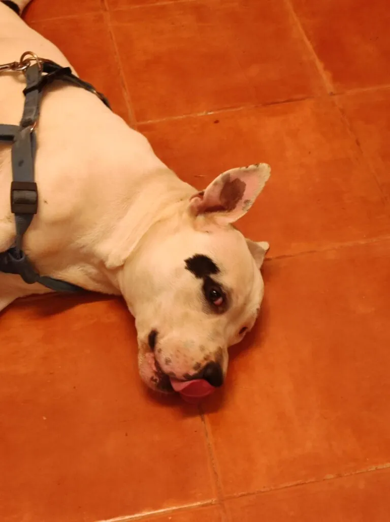 Hogar de Paz Animales Abandonados3 768x1027