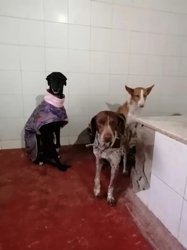 Hogar de Paz Animales Abandonados4 768x1024