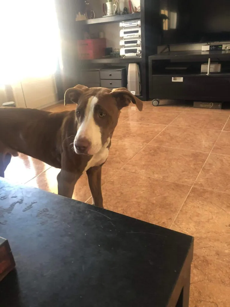 Hogar de Paz Animales Abandonados5 768x1024