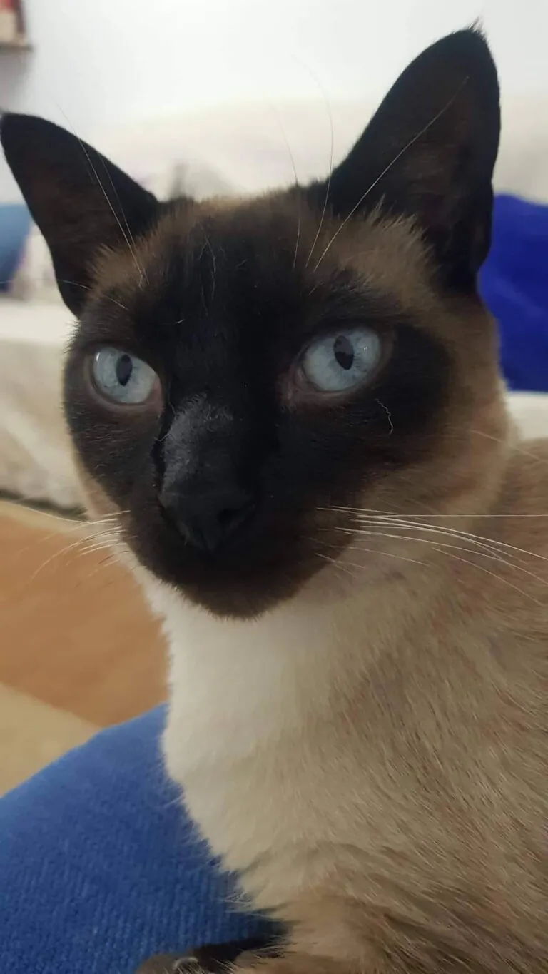 Hogar de Paz Animales Abandonados6 768x1365