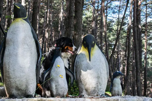 Jardines de Juberri en Andorra2