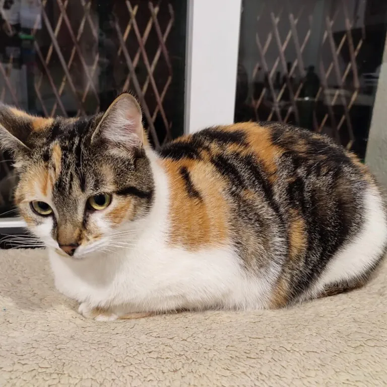 La Gata Negra1 768x768