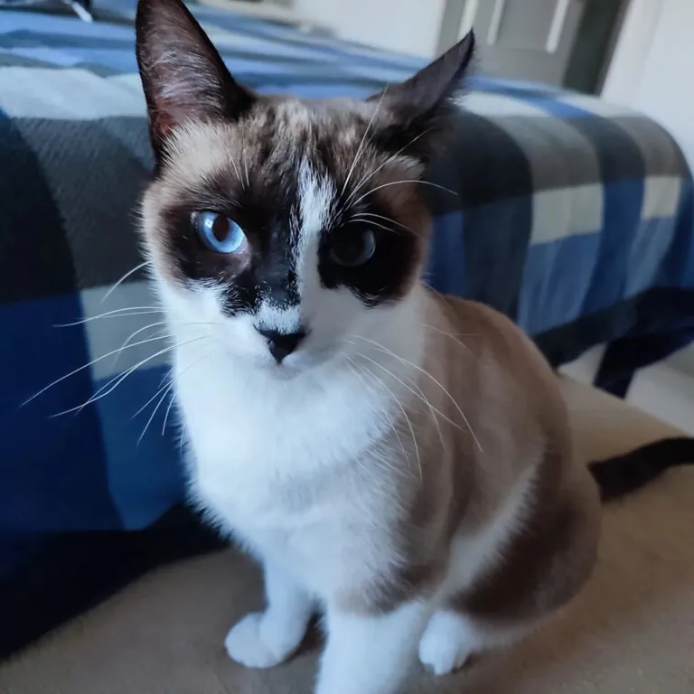 La Gata Negra2 768x768