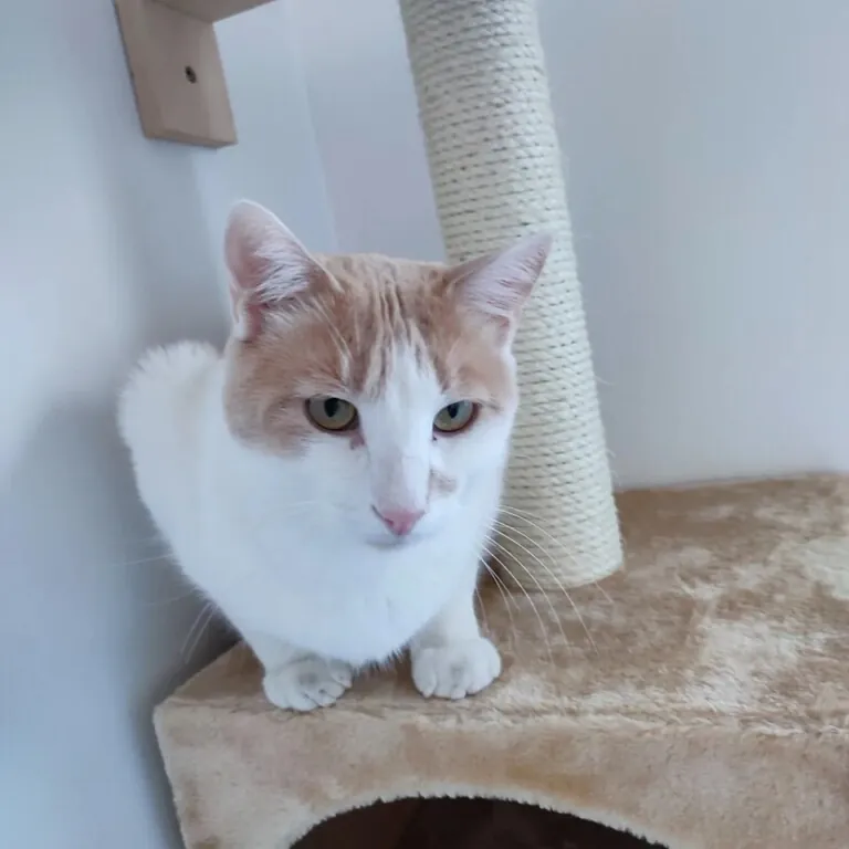 La Gata Negra3 768x768