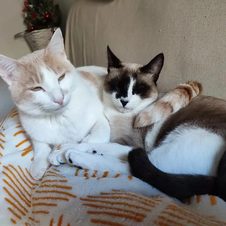 La Gata Negra4 768x768