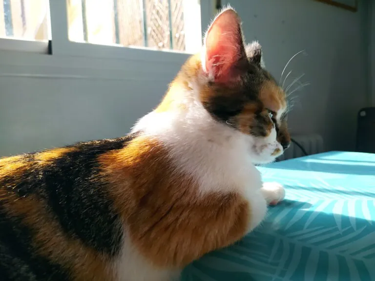 La Gata Negra5 768x576