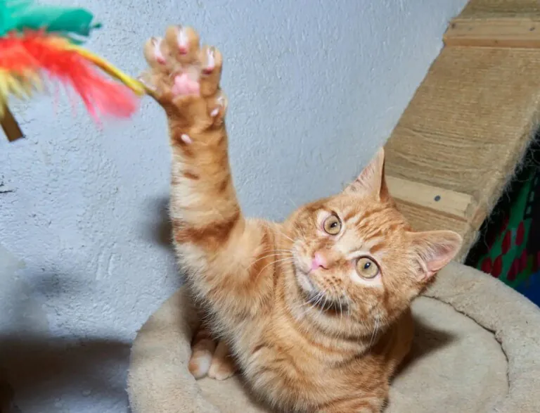 La Gatera Adopt a Cat1 768x587