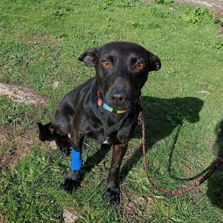 La Gatera Adopt a Cat2 768x768