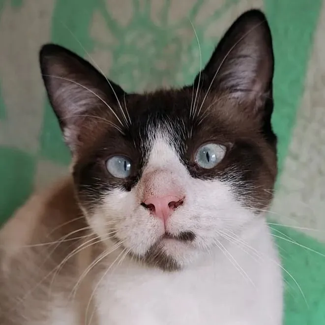 La Gatera Adopt a Cat3