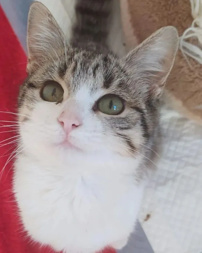 La Gatera Adopt a Cat4