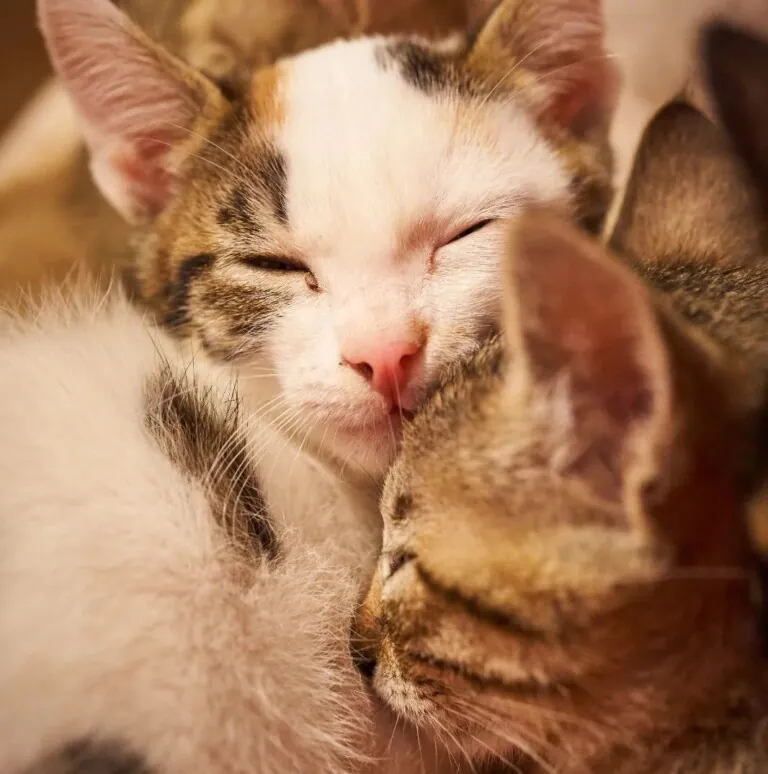 La Gatera Adopt a Cat5 768x774