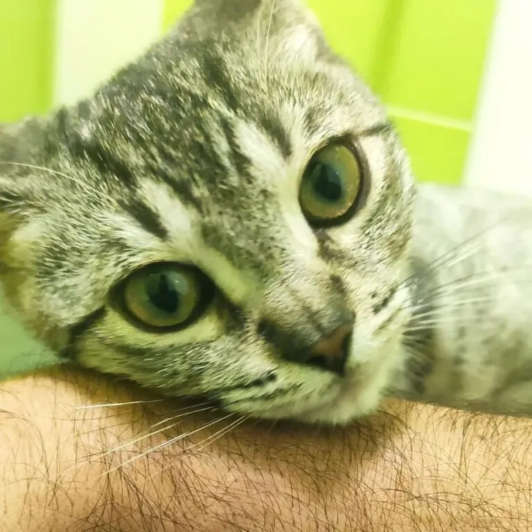 La Gatera Adopt a Cat6 768x768