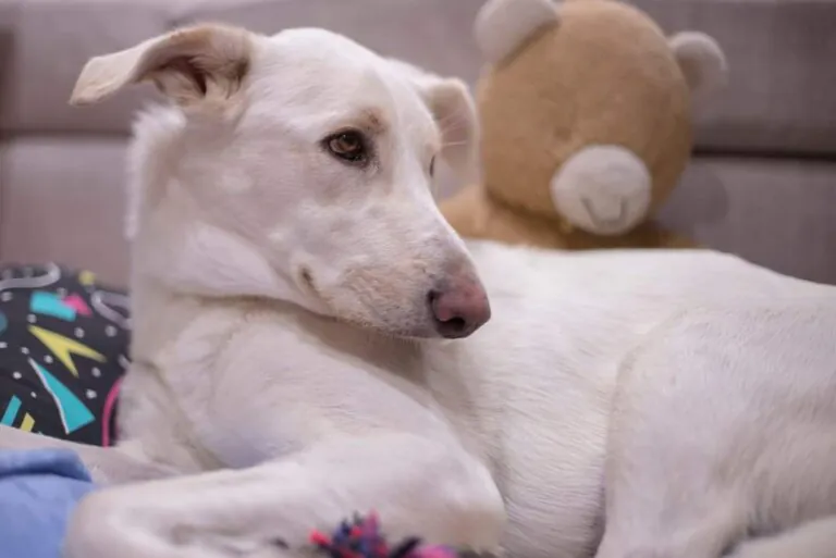 La Huella Blanca2 768x513